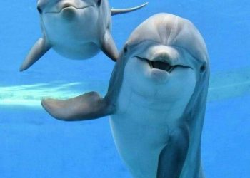 Prohibirá México los espectáculos con mamíferos marinos