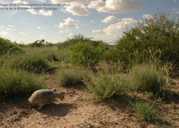 ¿Sabes qué son las Áreas Naturales Protegidas en México?