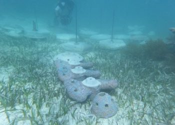 Náuticos de Quintana Roo, en vilo por altos cobros de derechos