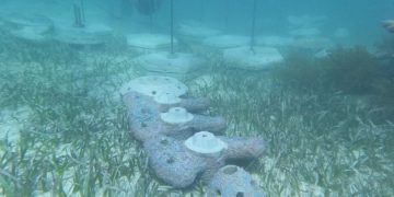 Náuticos de Quintana Roo, en vilo por altos cobros de derechos