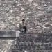 Identifican nacionalidades de turistas heridos en Teotihuacán