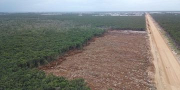 Documenta Cemda 10 asesinatos de ambientalistas en 2025