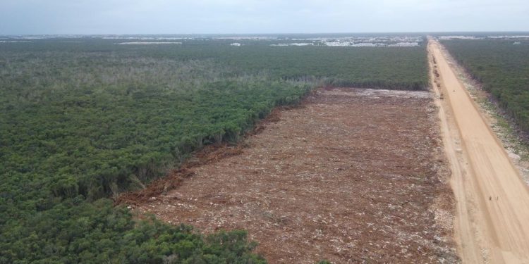 Documenta Cemda 10 asesinatos de ambientalistas en 2025